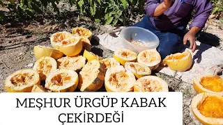 Ürgüp'e Özgü Meşhur Kabak Çekirdeği Hasadı