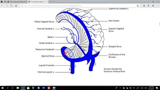 Dural Venous Sinuses