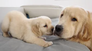 Golden Retriever Puppy Meets Older Brother Just Like Him for the First Time