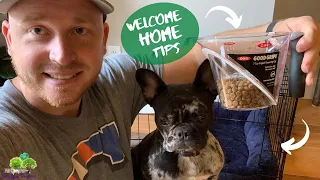 Frenchton Or French Bulldog Welcome Home Tips