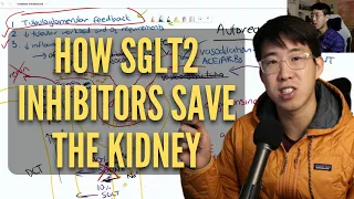 How SGLT2 Inhibitors Protect The Kidney