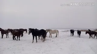 ЛОШАДИ вернулись домой, ВОЛКИ снова осождают деревню!