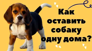 Как оставлять  собаку одну дома?