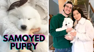 Getting A Samoyed Puppy - The First 24 Hours