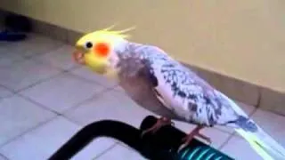 Parrot copy car alarm he is AMAZING