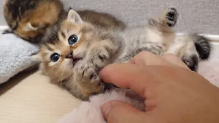 The kitten was too cute to be surprised by the sudden event...