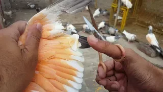 How Trim Baby Pigeon Feather | Start New Pigeons Training | Hashim Mahmood Pigeons