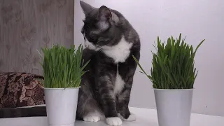 трава для кошки как быстро вырастить без земли. how to quickly grow grass for a cat without land.