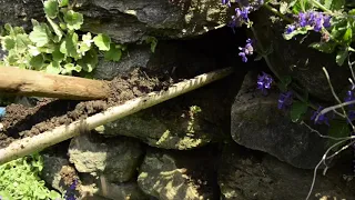 Rock wall crevice planting