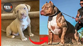 I'm a Big Kid Now Cute Baby Animals -  dogs grow up