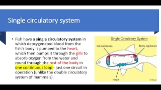 Single Circulatory System in fish I  Transport in humans/mammals I IGCSE/ O level Biology