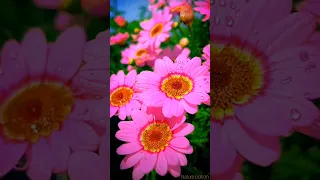 beautiful flowers moments and relaxing music #shorts#short#trending#youtubeshorts