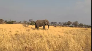 African Elephant Pooping