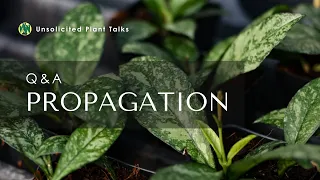 Hoya Propagation Q&A: Tips and Tricks for Thriving Houseplants - Unsolicited Plant Talks