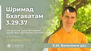 Отношения к другим живым существам одинаково (почтительно). ШБ 3.29.37. ЕМ Вальмики дас. 2023.12.12.