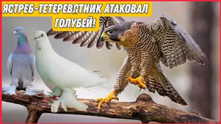 Атака голубей Ястреба-тетеревятника. Голуби: Али Гаюрова. Ястреб забрал голубя но Али отбил руками.