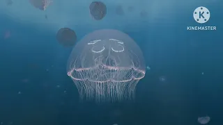 #jellyfish #viral #viralvideo  jellyfish video| jellyfish | jellyfish sting | jellyfish kya hoti hai