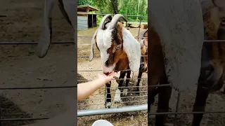 Feeding a Pretty GOAT! 😍 | Florida Country Ambience