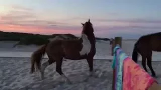 Wild Horses: Assateague Island National Seashore