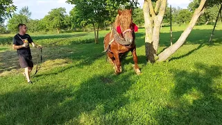 🐴Жеребець на продаж💸 у хлопця молодого👍👌💪.