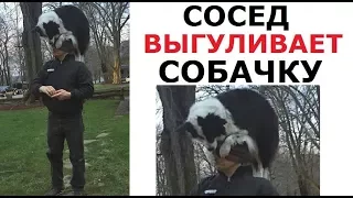 Лютые соседи. Годзилла во дворе соседа!