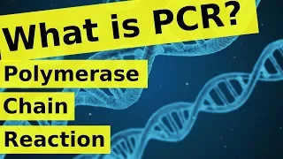 What is Polymerase Chain Reaction? | PCR Explained