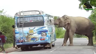 A severe elephant attack on a bus  People fall down in fear     9