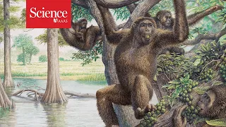 Earth was once a planet of the apes—and they set the stage for human evolution