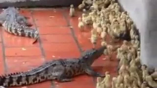 VIRAL Crocodile's eats live baby ducks in Vietnam