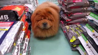 Hana's daily routine ❤❤ #Chow Chow