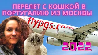 Перелёт с кошкой из Москвы в Португалию через Турцию и Грецию в 2022 году