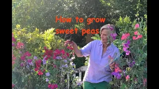 How to grow sweet peas - a step by step guide