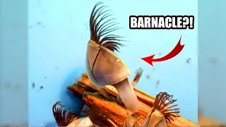 Goose Barnacle Facts: the BARNACLE with a NECK | Animal Fact Files