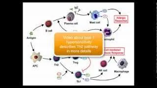 Immunology - T-cell (T-helper cell) (part 4/5)