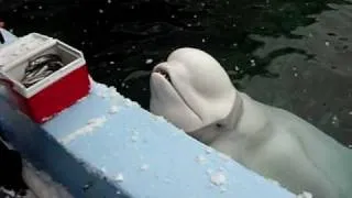 Iain Feeds the Beluga Whales