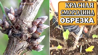 Красная смородина осенью Где закладывает цветочные почки, как обрезать Чем подкормить