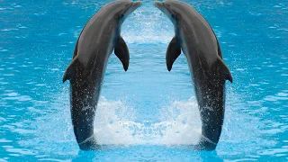 Релакс. Шум моря,крики дельфинов.