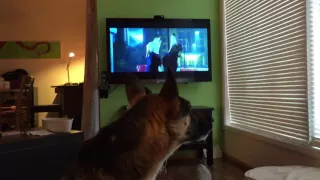 Zootopia, real wolf/dog howling with movie [ORIGINAL]