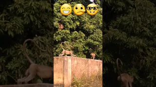 Bandar Jump 😆 Monkey Comedy Video #shorts #viral