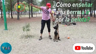 ¿Cómo enseñar a tu perro a ir por la pelota?| Tutorial