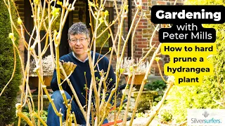 How to prune an overgrown Hydrangea and when to do it