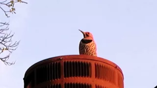 woodpecker pounding on METAL CHIMNEY!!!