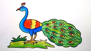 How to Draw a Peacock  Step by Step || Peacock Drawing  Easy With Colour || Peacock Drawing.