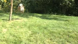 Samoyed puppy dog loves playing in the backyard