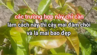 Các trường hợp này đơn giản chỉ cần làm một cách,thì cây mai sẻ ra bộ lá mới đẹp.