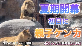 《旭山動物園ライオン&トラ》夏期開幕初日から親子ケンカの仲裁に入ったのは誰？オリト＆イオファミリーvol494/Who stopped the lion family from fighting?