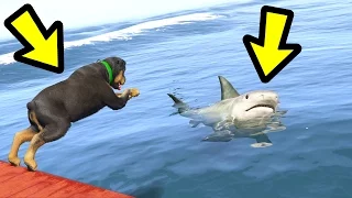 GTA 5 - Chop vs. Shark! (Who Survives?)