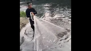 OMG! Fisherman Fishing A lot Fish , Amezing Net fishing , Catching & Catfish in the River