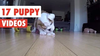 17 Funny Puppies | Funny Dog Video Compilation 2017