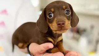 Funniest & Cutest Dachshund Puppies #2